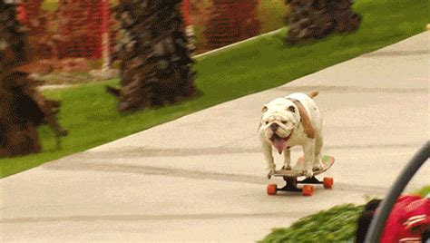 Skateboard Gif - IceGif