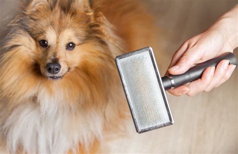 4 Best Brushes for Long-Hair Dogs (2020) - Dog Wish