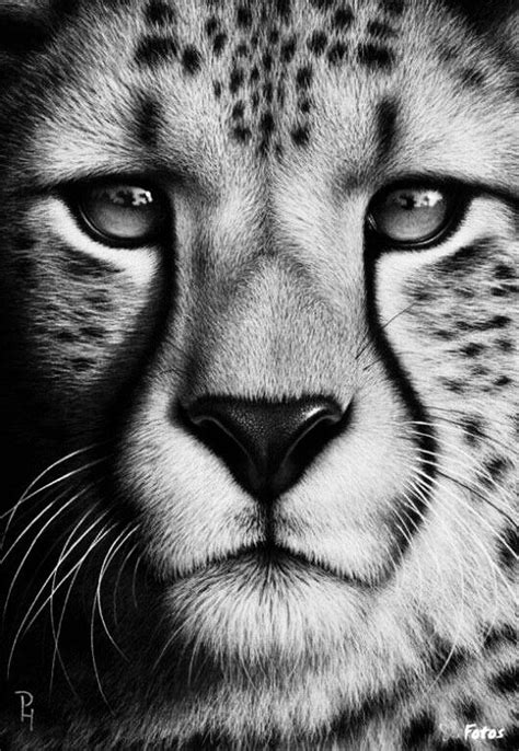 Pencil drawing Cheetah - l - #Cheetah #drawing #Pencil | Pencil ...