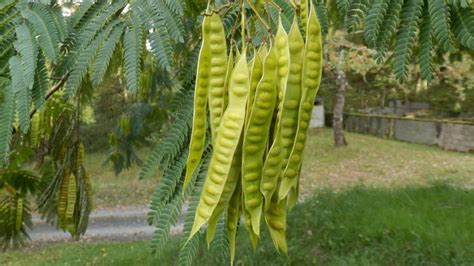 You Might Want To Rethink Growing A Mimosa Tree In Your Yard