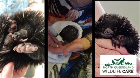 Puggle Echidna care with Margaret Neihoff NQ Wildlife Care Inc - YouTube