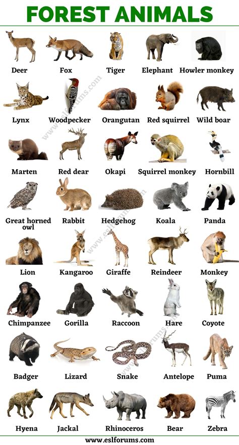 Forest Animals: List of Animals That Live in the Forest with ESL ...