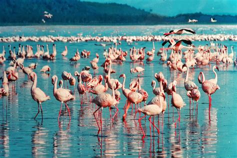 Spot Flamingos At Ras Al Khor Wildlife Sanctuary | Curly Tales