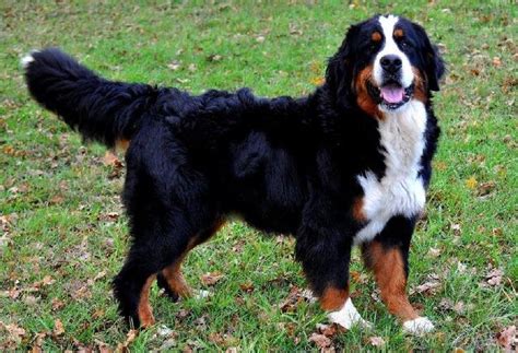 Bouvier bernois | Dogs, Dog boarding near me, Bernese dog