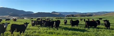 Organic Beef - Sustainably Raised, 100% Grass Fed Cattle