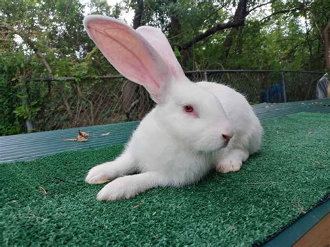 Flemish Giant Rabbit Colors: Rarest to Most Common - A-Z Animals