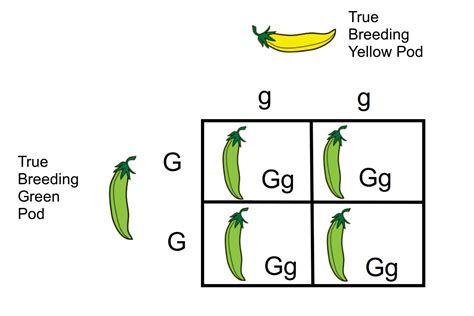 Monohybrid Cross: A Genetics Definition