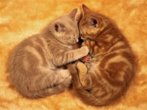 cats | sleeping cats | Kitten cuddle, Kittens cutest, Sleeping animals