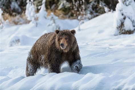 Grizzly bear in snow 01 - 2018 Photograph by Murray Rudd