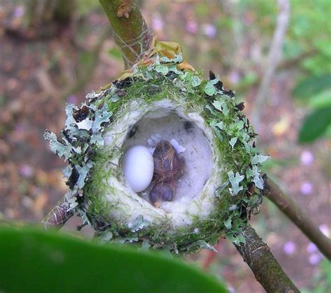 The Baby Hummingbird. Captured in photos.