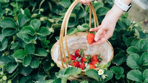 How to pick strawberries – follow these harvesting…