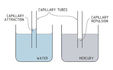 Cohesion And Adhesion