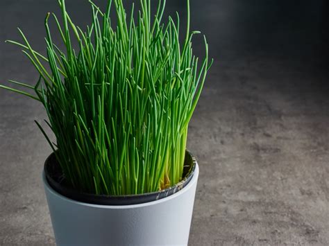 Herb Chives - The Seed Warehouse