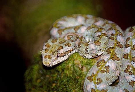 10 Facts About The Eyelash Viper - Snake Radar