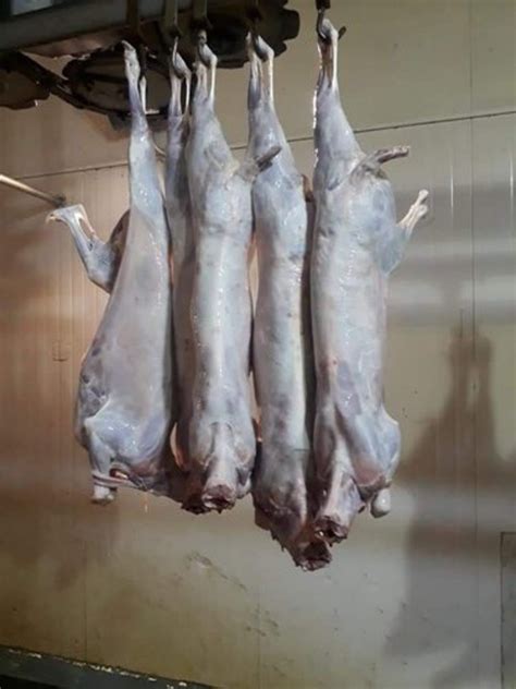 Fresh Goat Mutton, For Restaurant, 2 Kg, Rs 450 /kg Gsy Export And ...