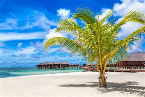 Palm tree in the Maldives stock image. Image of sunny - 191121561