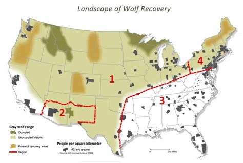 Rick Lamplugh: Dreaming of a National Wolf Recovery Plan