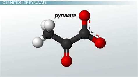 Draw The Structure Of Pyruvate At Ph 7.4