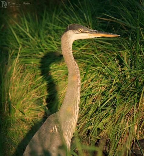 Great Blue Heron in Ann Arbor, Michigan Ann Arbor Michigan, Blue Heron ...