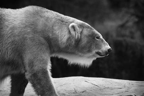 Polar Bear Black And White