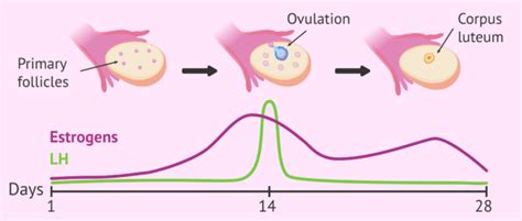 Role of LH in the menstrual cycle