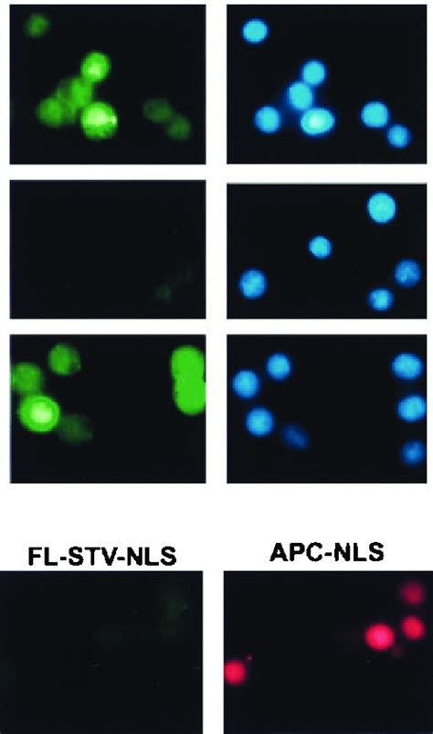 A permeabilized cell assay that measures nuclear export mediated by PKI ...