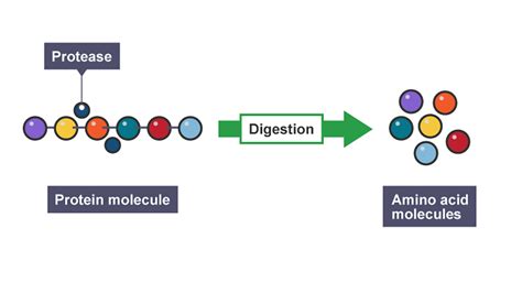 Protein Digestion Enzymes Involved at Tammy Valdez blog