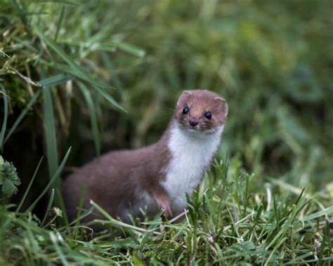 Least Weasel - Facts, Diet, Habitat & Pictures on Animalia.bio | North ...