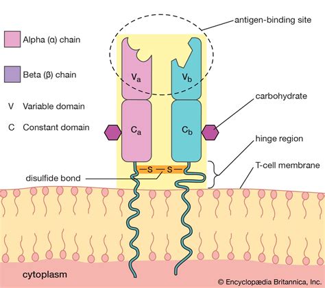 T-cell antigen receptor | immunity | Britannica