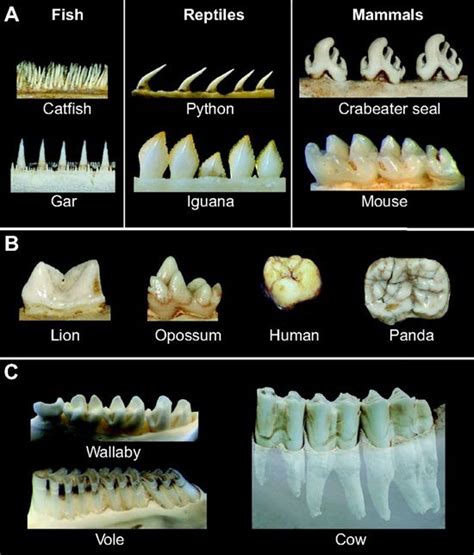 Dentaltown - Tooth shape formation and tooth renewal: evolving with the ...