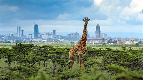 Nairobi Trips: 1- Day Nairobi National Park ½ Day Trip from $90pp ...