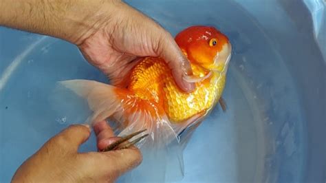 Gold Fish Lice Treatment - YouTube