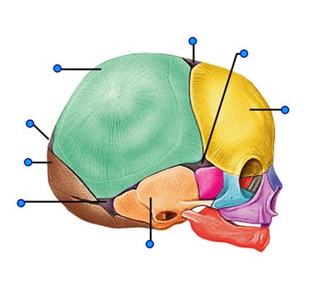 Infant Skull, Skull anatomy Diagram | Quizlet