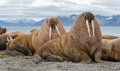 177 Good Walrus Names – Animal Names