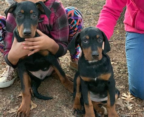 NOT FREE!!!! Doberman/Rottweiler Puppies for sale in Fort Worth, TX ...