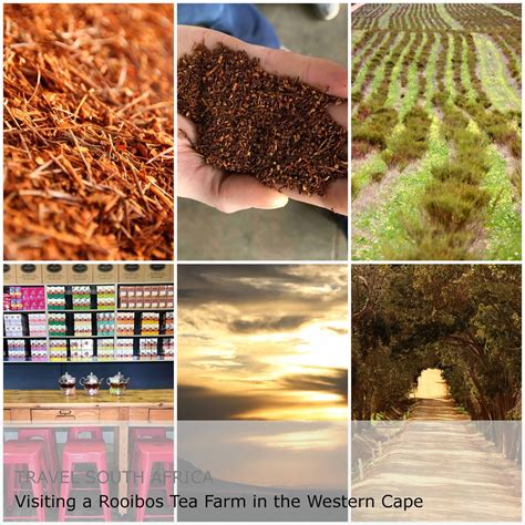 THE TOURISTIN: Visiting a Rooibos Tea Farm in the Western Cape Province