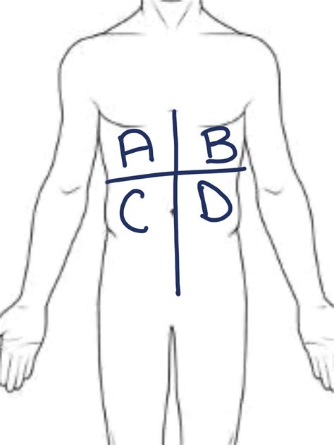 Abdominal Quadrants Diagram | Quizlet