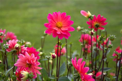 Selective Focus Photography of Pink Dahlia Flowers · Free Stock Photo