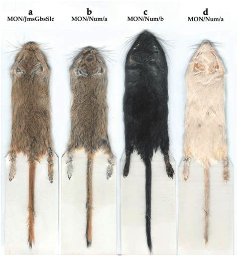 Typical examples of three coat colors (flat skin specimens): agouti (a ...