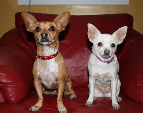 Image - Beverly-hills-chihuahua-papi-chloe.jpg - Disney Wiki - Wikia