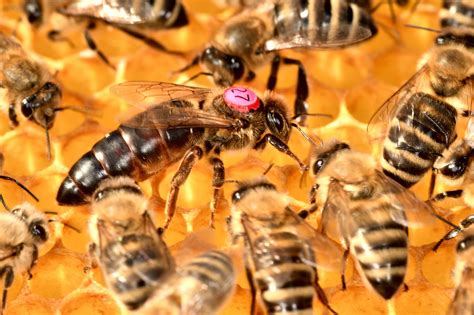 Abeja reina Sus funciones, qué pasa si muere y cómo diferenciarla