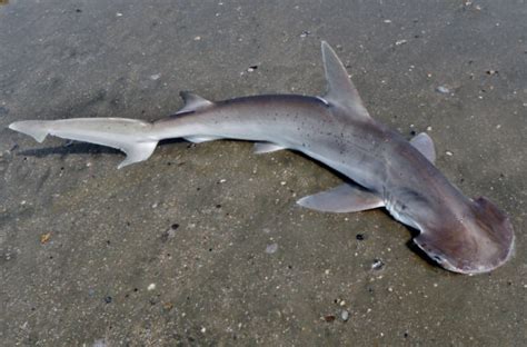 Hammerhead Shark Family Photos and Information – Sphyrinidae | Mexico ...