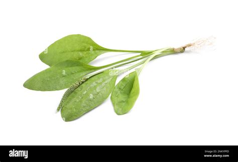 Broadleaf plantain with seeds on white background. Medicinal herb Stock ...