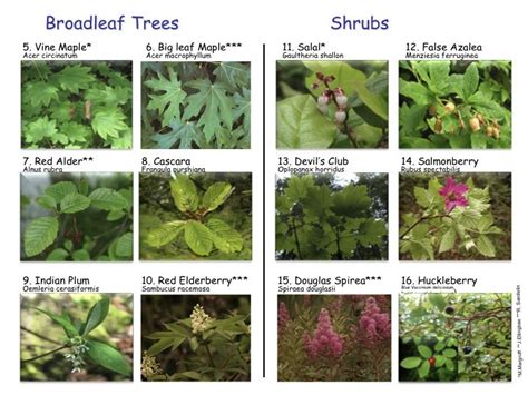 The Broadleaf and Shrub identification card. | Nature | Pinterest | Shrub