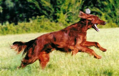 About Dog Irish Setter: Basics of Irish Setter Training