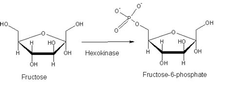 Reactants and Products of Glycolysis - Biochemistry