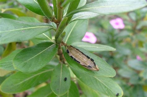 Factsheet - Catharanthus roseus (Madagascar Periwinkle)