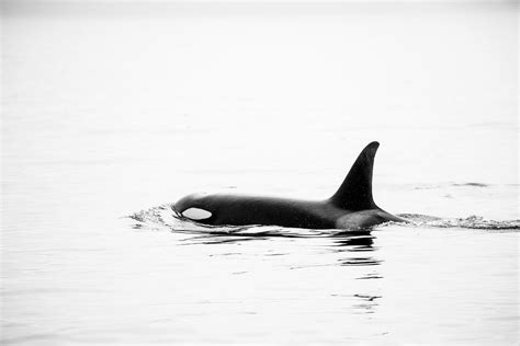 Orca Vancouver Island - Sean Scott Photography