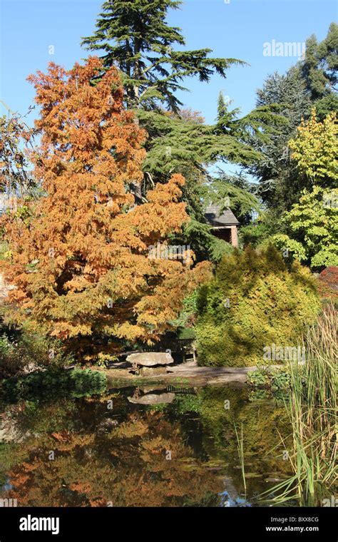 Ness Botanic Gardens, England. Autumnal view of Ness Botanic Gardens ...