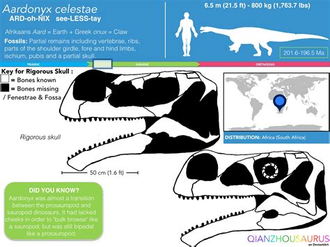 Aardonyx celestae skeletal skull by Qianzhousaurus on DeviantArt